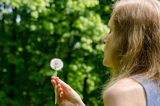 Woman hand hold deflorated sowthistle dandelion flower seeds before air blow.