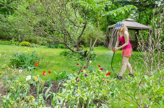 woman watering colorful tulip with garden sprayer on spring day