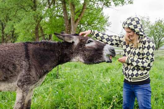 Farmer woman feed cute wet donkey animal tied with chain in green meadow grass pasture in rainy day.