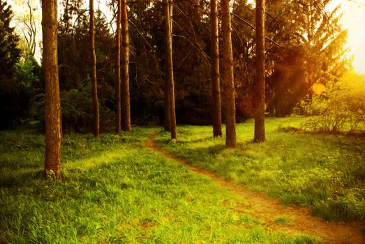 Mystical dense forest with a footpath shimmering sunlight.