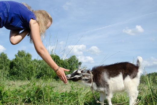 girl feed goatling scratch his snout chuck