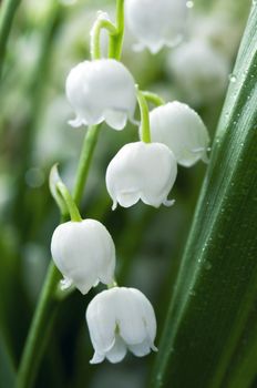 Close up of Lily of the valley