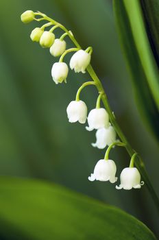 Close up of Lily of the valley