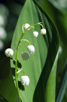 Close up of Lily of the valley