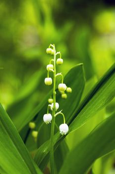 Close up of Lily of the valley