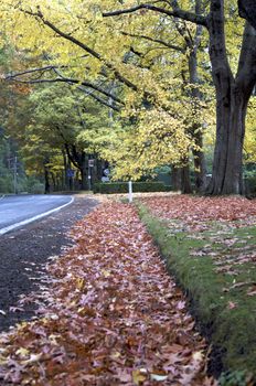 Beautiful Fall Trees With Road Drive Forrest