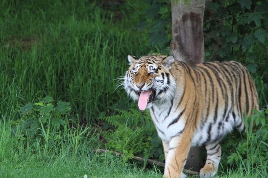 Tiger (panthera tigris)