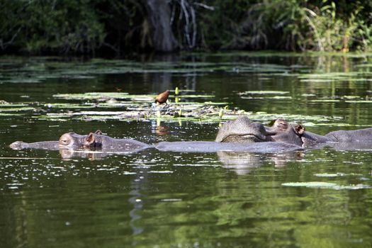 Hippopotamus in a pond, Kruger National Park, South Africa