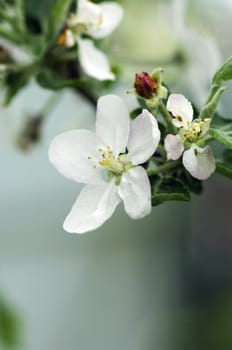 Cherry blossom closeup over natural background 