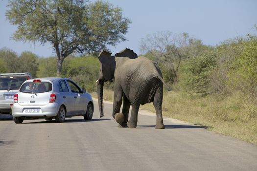 Elephant chasing the tourists in a car in the Kruger National Park, South Africa
