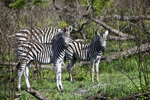 Zebras in the Kruger National Park, South Africa

Young Rebel Mohicans