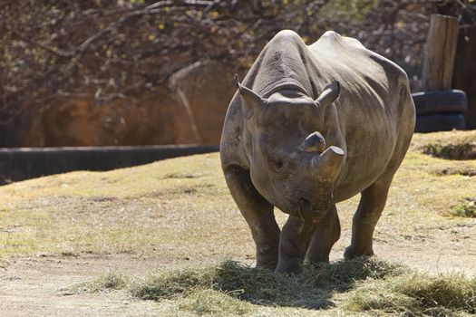 Rhino, endanger animal, South Africa