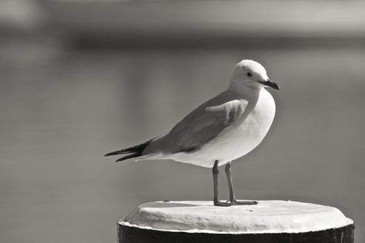 Seagull at the Beach