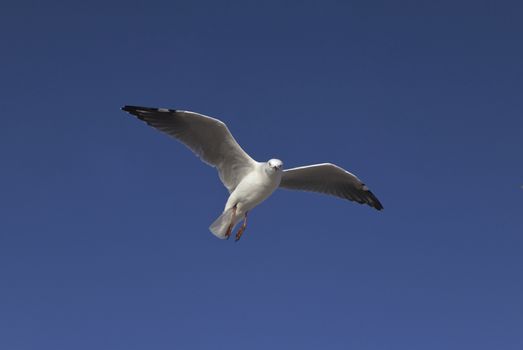 Flying Seagull in the sky at the Beach