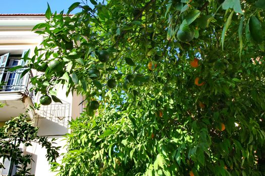 Orange tree in the center of Volos,Greece 
