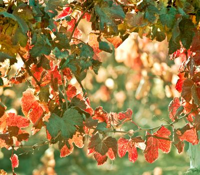 Sunny Autumn Vineyard. Mendoza in late autumn, when grapes harvested. Vibrant colors
