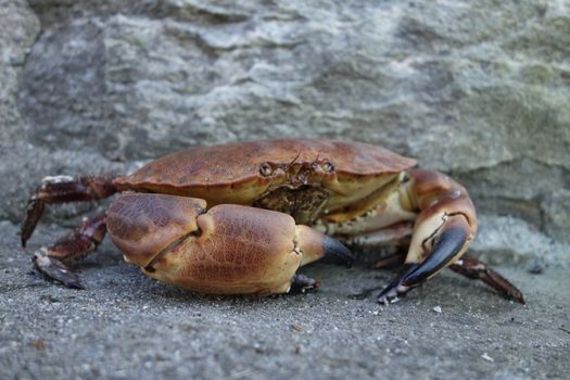 Alive crab from Norway