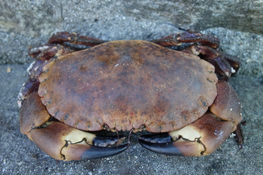 Alive crab from Norway