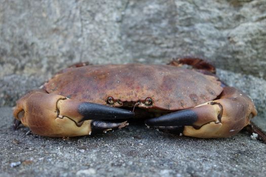 Alive crab from Norway