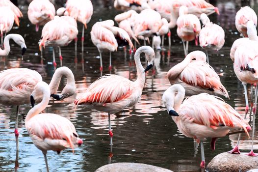 Flamingos have arrived, San Climente, Argentina