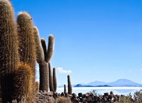 Isla de Pescadores, Salt lake Uyuni in Bolivia