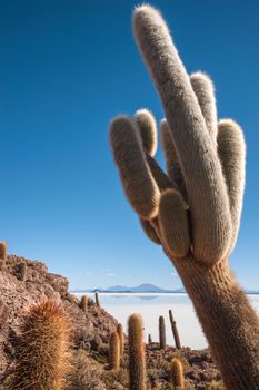 Isla de Pescadores, Salt lake Uyuni in Bolivia