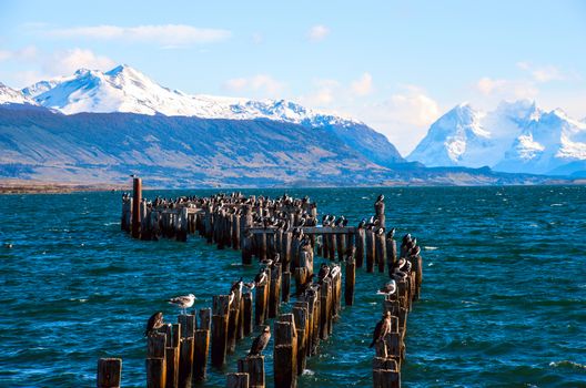 King Cormorant colony, Old Dock, Puerto Natales, Chile