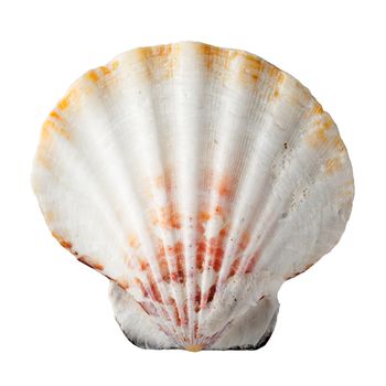 Sea shell isolated on white background. Top view