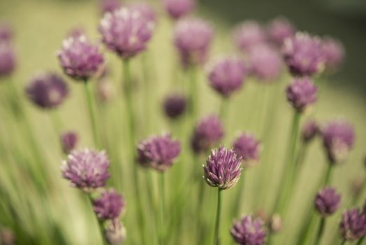 Flowering chives in a garden