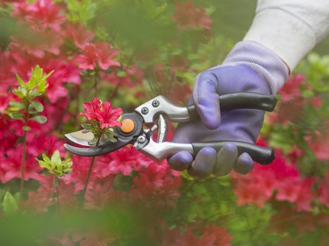 Hand with pruning shears on an azalia background