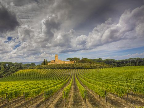 Vineyards located in Chianti, bordering Tuscany