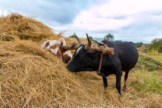 A pair of oxen fitted with a yoke eating from a haystack