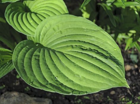 Large leaf with dew drops on flowerbed