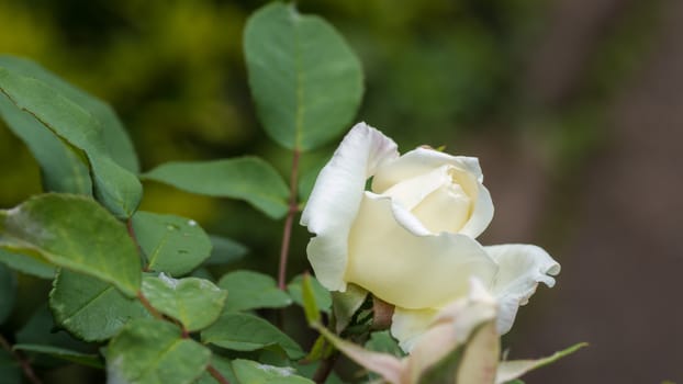 A beautiful rose with bright white petals  in a garden