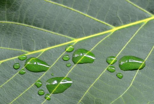 A close up of footprints on green leaf of walnut