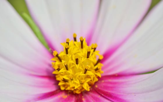 macro yellow pistil of purple cosmos flowers