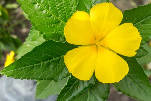 A beautiful flower with bright yellow petals and broad green leaves in a garden