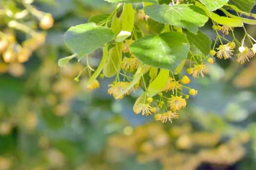 Branch of linden flowers in garden, closeup