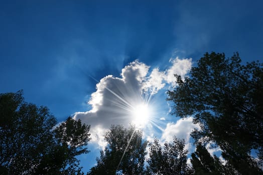 Black silhouettes of foliage of trees photographed from below on a blue sky with clouds and sun rays