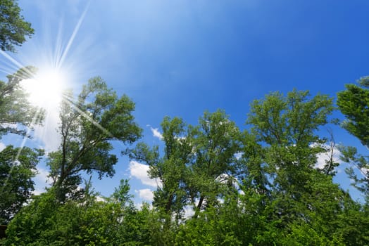Foliage of trees photographed from below on a blue sky with clouds and sun rays