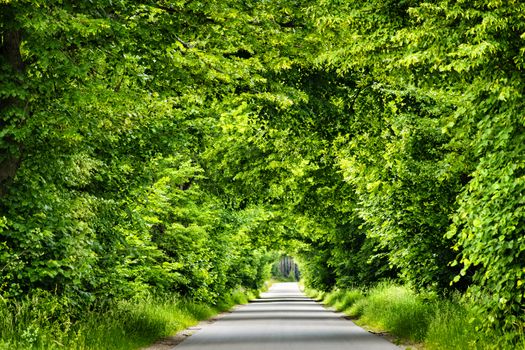 Green leaves of trees and bushes - natural road tunnel.