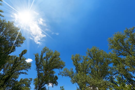 Foliage of trees photographed from below on a blue sky with clouds and sun rays