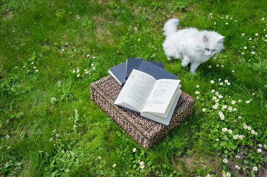 Cat philosopher near wicker basket full of books and retro hat walk between green garden lawn grass.