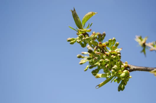 apple tree branch tip with green leaves and small buds on blue sky background