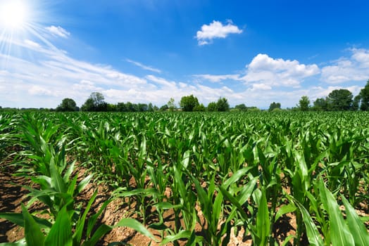 Corn field under a beautiful sky with clouds and sun rays