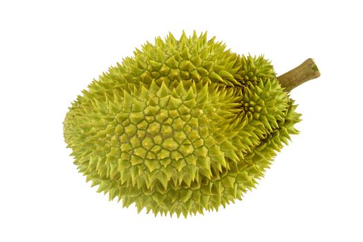 Durian ripe with green bark and spikes isolated on white background.