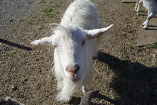Norwegian goat.