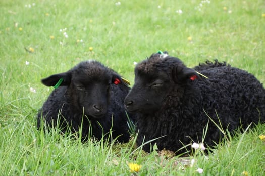 Sheep from Øvre Eide farm in Bergen, Norway