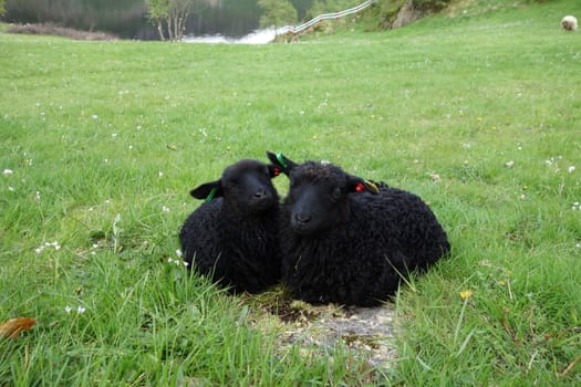 Sheep from Øvre Eide farm in Bergen, Norway