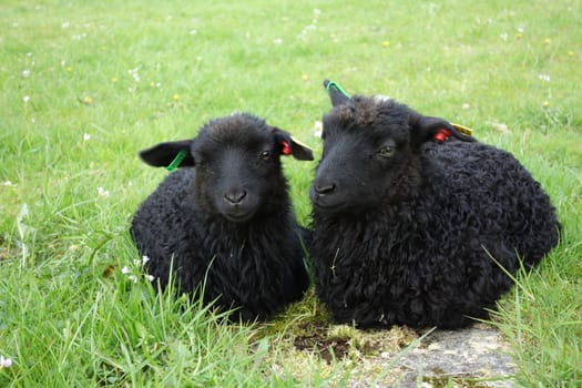 Sheep from Øvre Eide farm in Bergen, Norway